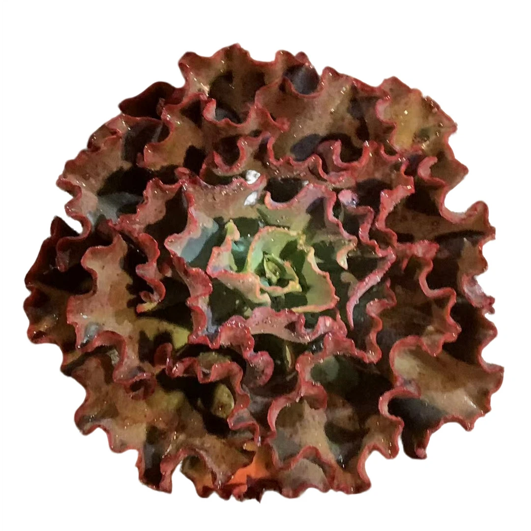 精品多肉老桩【牡丹嘉年华】【轻微断枝不售后】