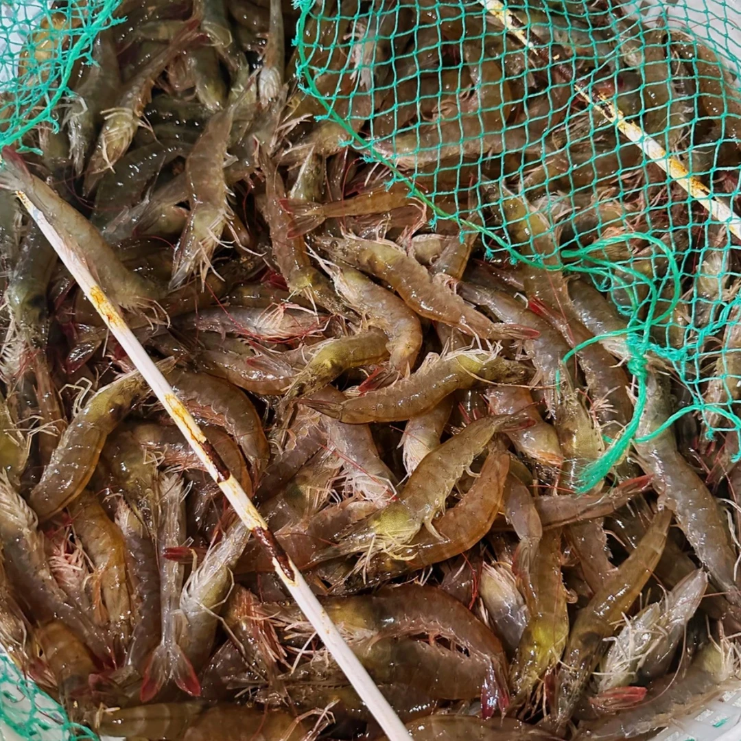 新疆本地发货南美白对虾9-12厘米大号1.5公斤活虾速冻乌市直发