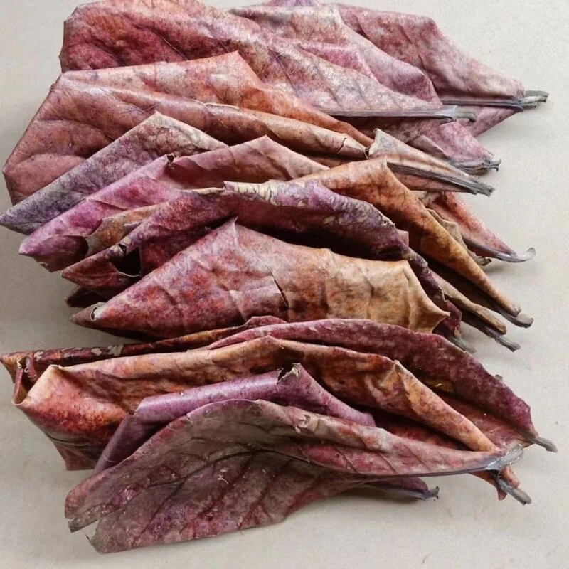 活体斗鱼（榄仁叶）