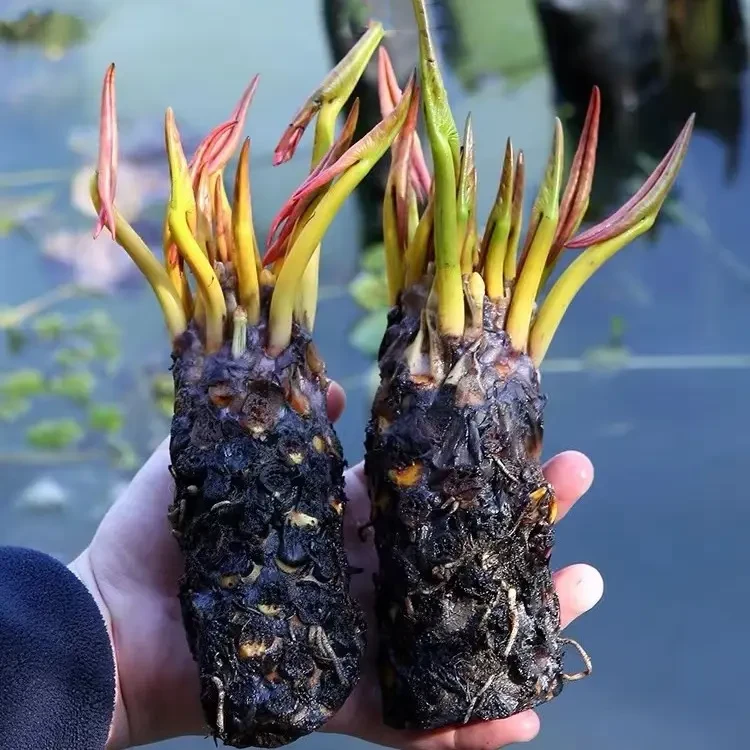 耐寒基地香水大睡莲带芽发货当年开花阳台庭院种植水培植物送肥料