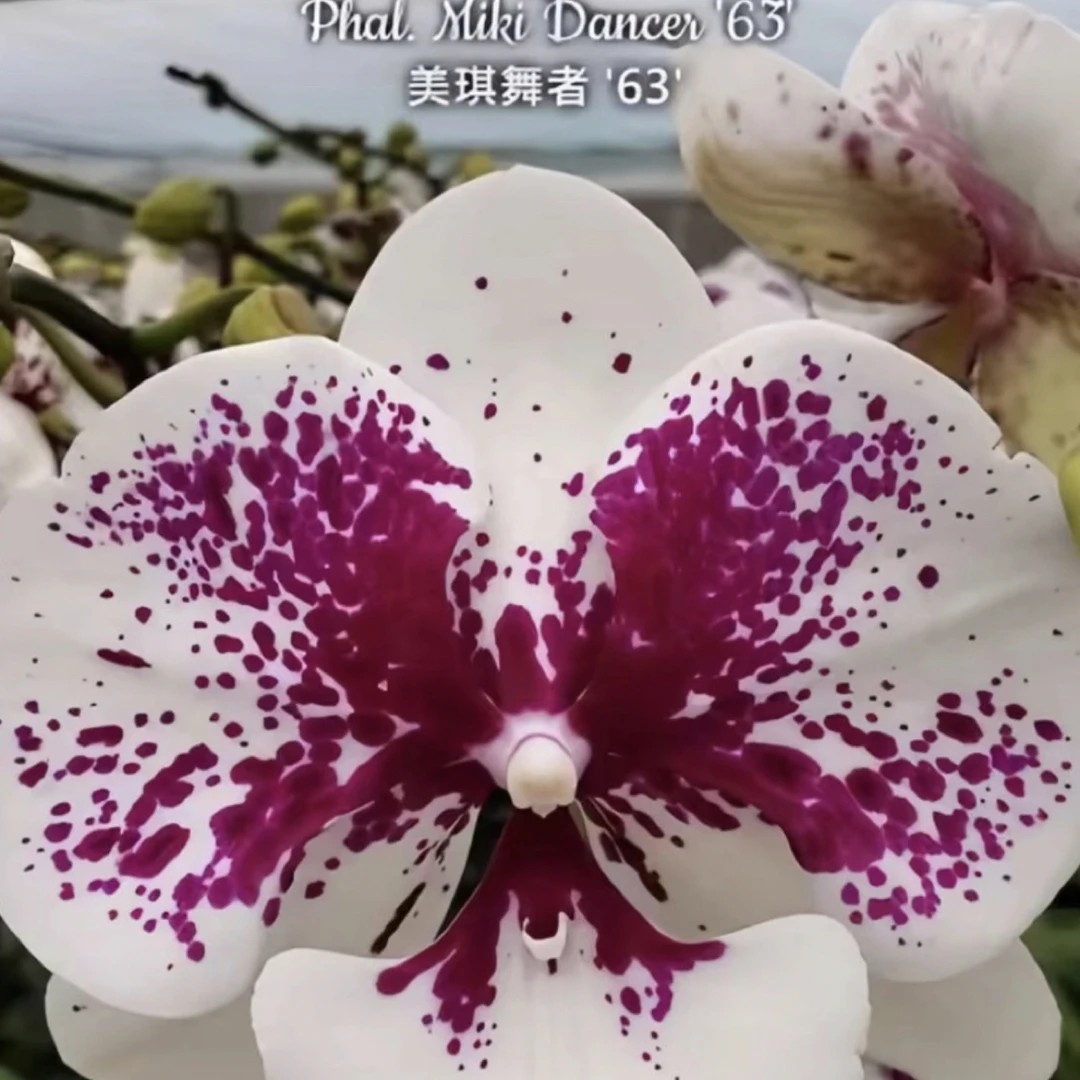 蝴蝶兰苗美琪舞者93