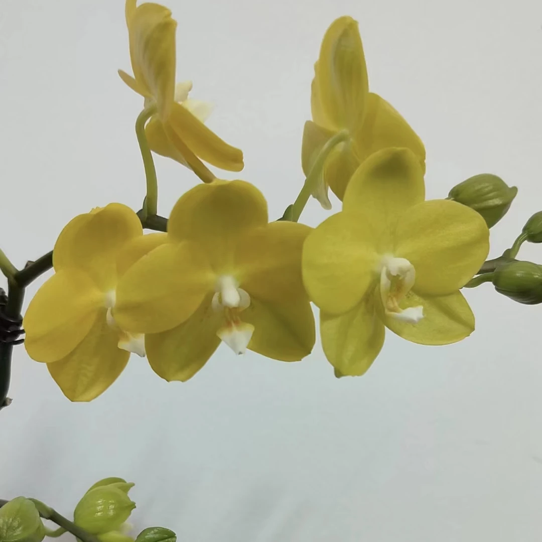 蝴蝶兰苗香精88.