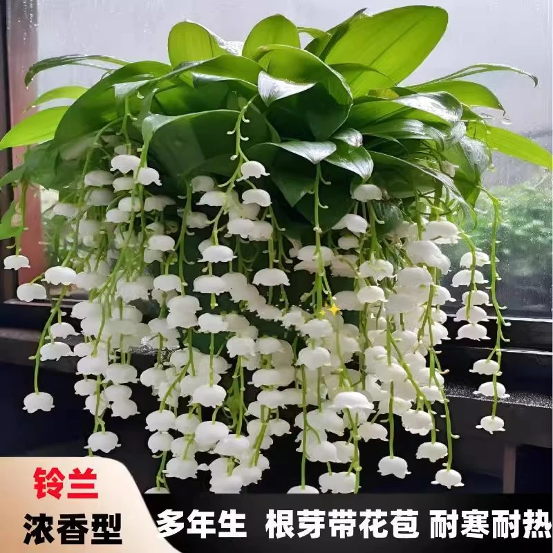 铃兰花苗四季开花带花苞绿植种球盆栽植物带芽带根进口花卉耐寒