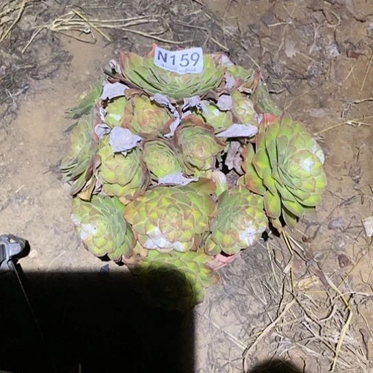 多肉植物法师159抹茶