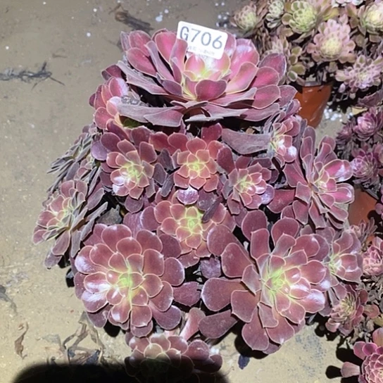 多肉植物法师706华纳
