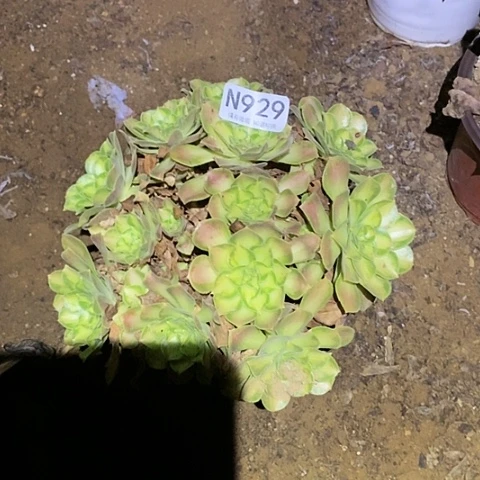 多肉植物断枝不包929韶华