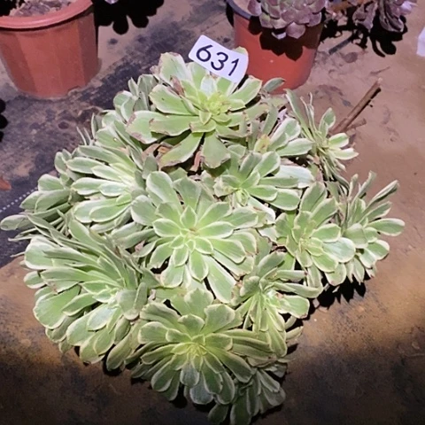 多肉植物法师631碧浪