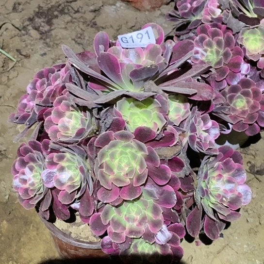 多肉植物法师191凤冠