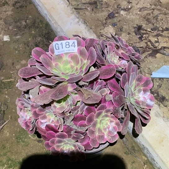 多肉植物法师184凤冠