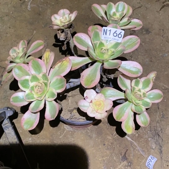 多肉植物法师166艳子锦