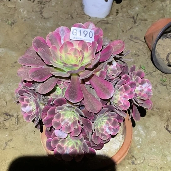 多肉植物法师190凤冠