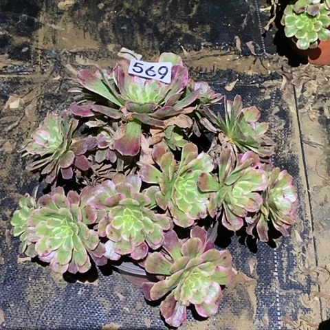 多肉植物法师569紫嫣