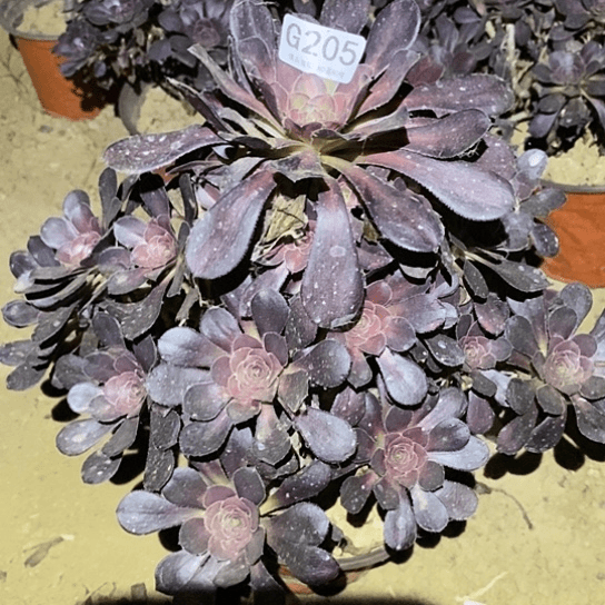 多肉植物法师205晚霞