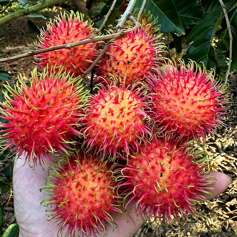 【顺丰速运】海南红毛丹新鲜应季毛胆果毛荔枝水果现摘现红毛丹水果