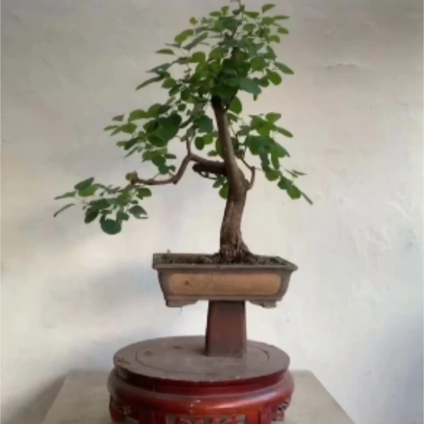 黄栌黄荆精品盆景