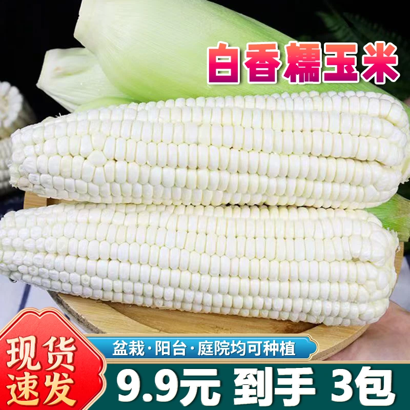 【白甜糯玉米种子】种籽高产耐旱大全白糯水果玉米种孑