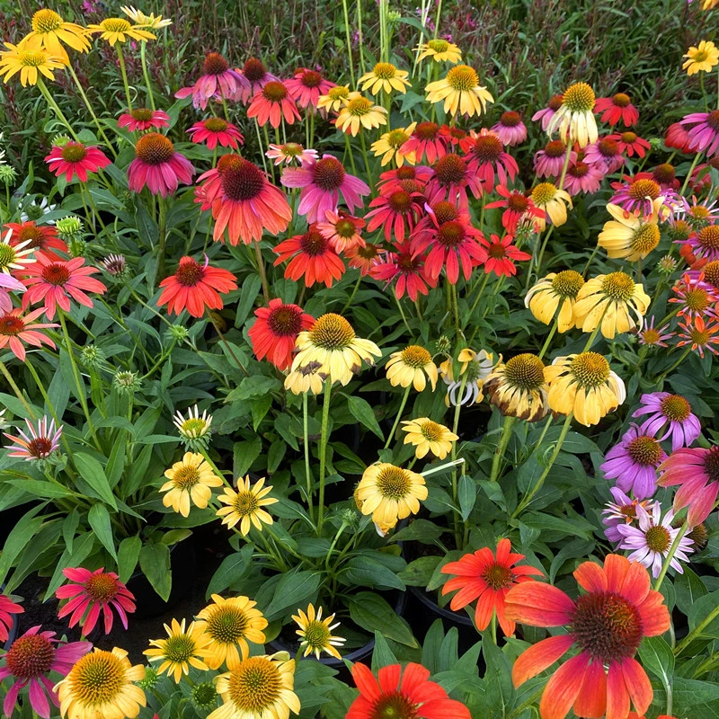 彩色混色松果菊四季播种粉色松果菊草原松果菊种子多年生花种籽