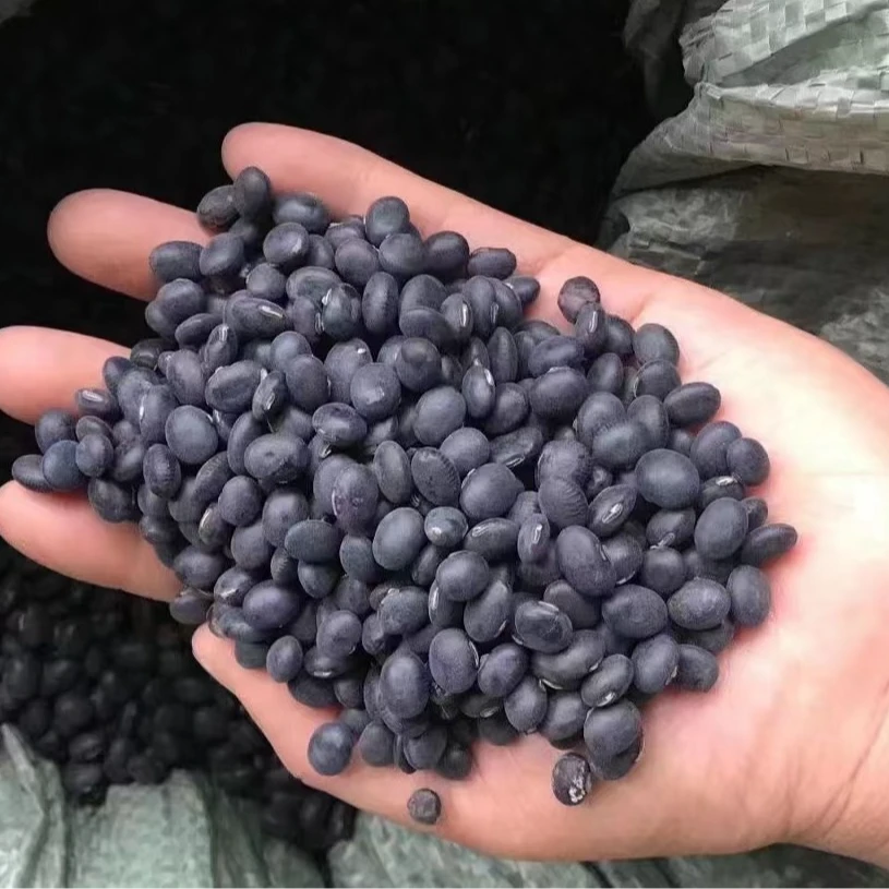粤北山区农家黑豆当季新鲜黑豆煲汤黑豆腐原料