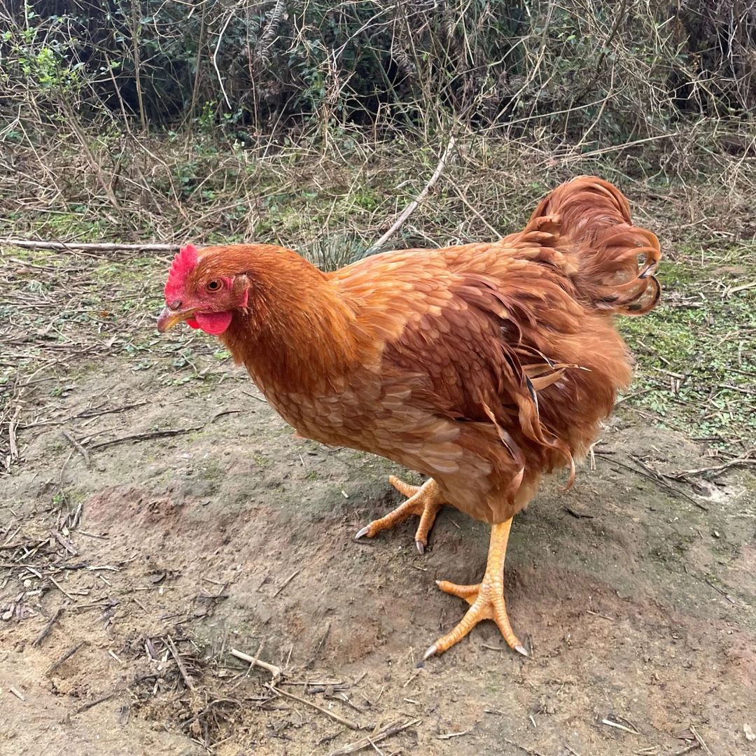 清远阳山江英放养210天本地土鸡整个冷链发货 包冰率不含冰