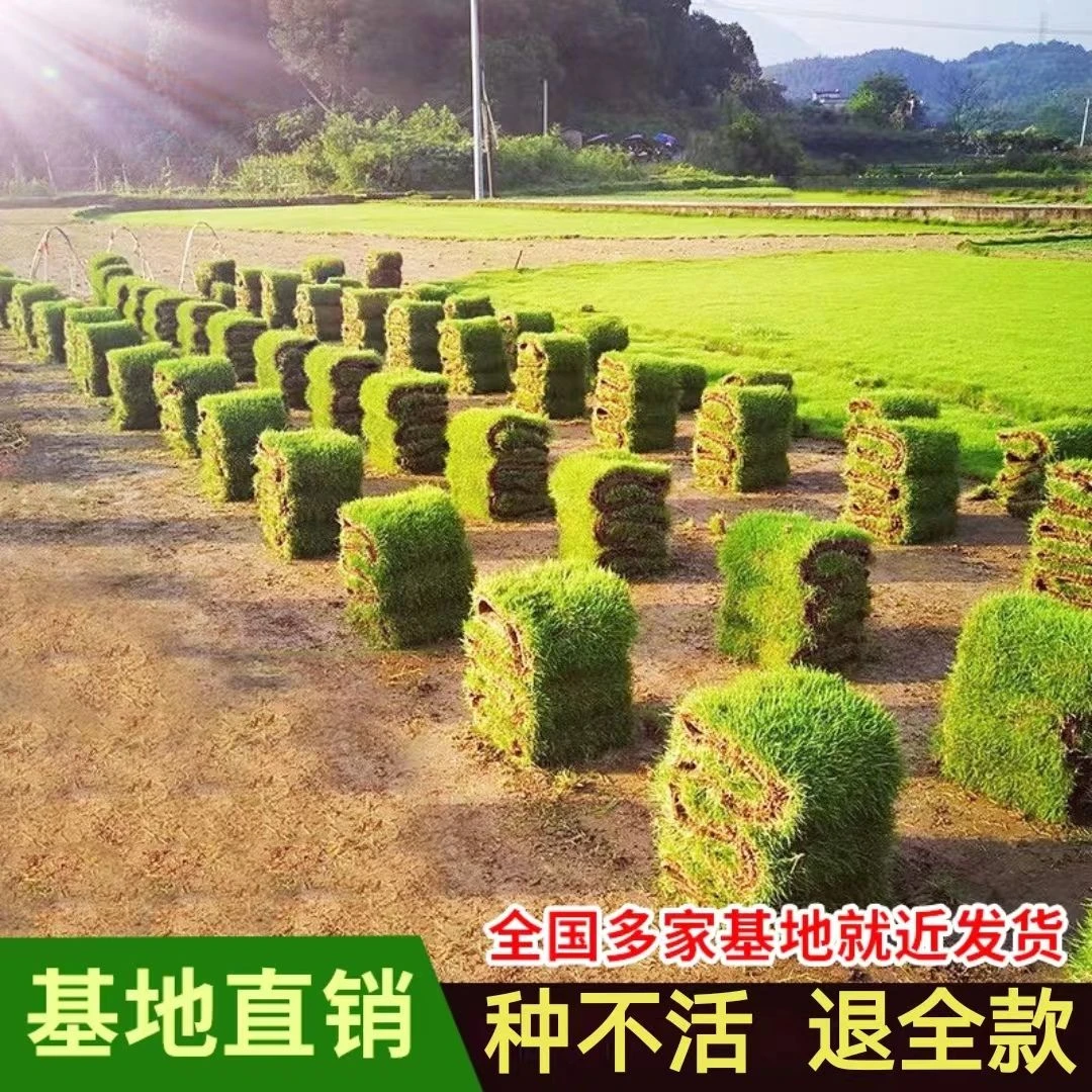 带土草坪真草四季青草皮马尼拉果岭草百慕大剪股颖庭院户外绿化