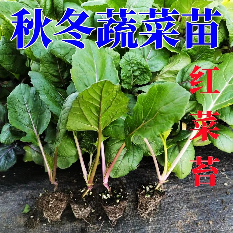 红菜苔秧苗青菜苔苗苤蓝苗菜苗四季种植蔬菜苗莴苣苗生菜苗新鲜苗