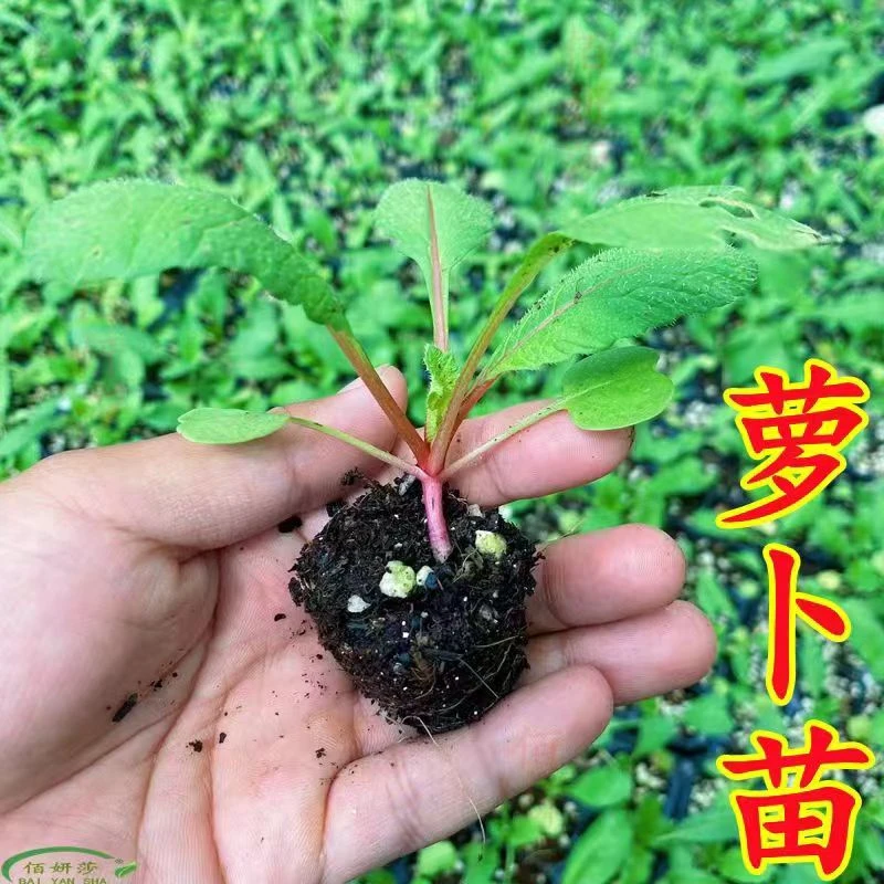 萝卜苗胡萝卜苗樱桃萝卜苗杨花萝卜苗白萝卜苗阳台蔬菜种植籽幼苗