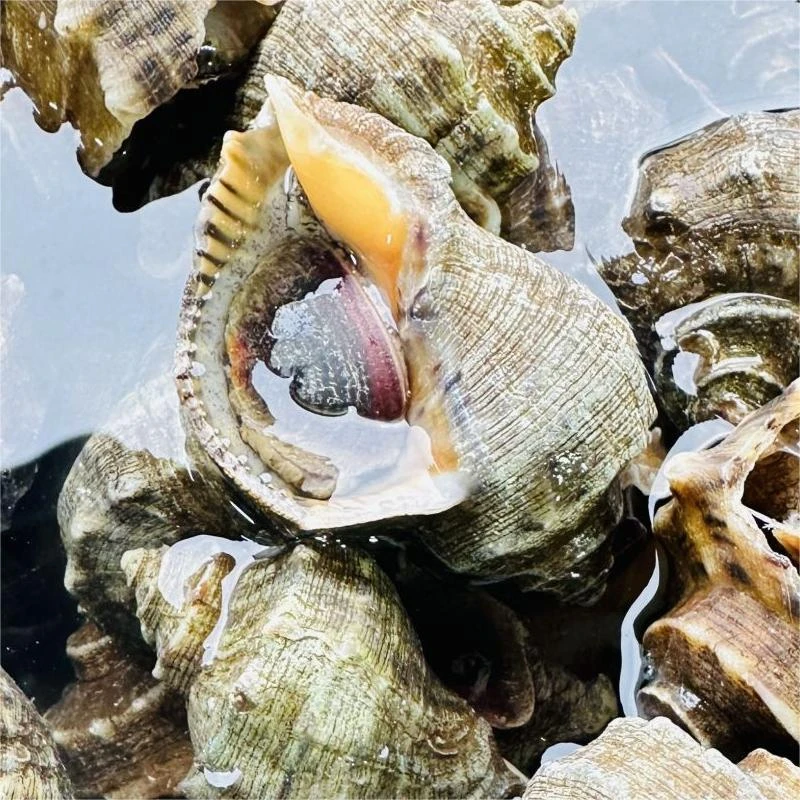 【隋隋家】海螺鲜活新鲜特产海捕海鲜水产贝类螺顺丰包邮