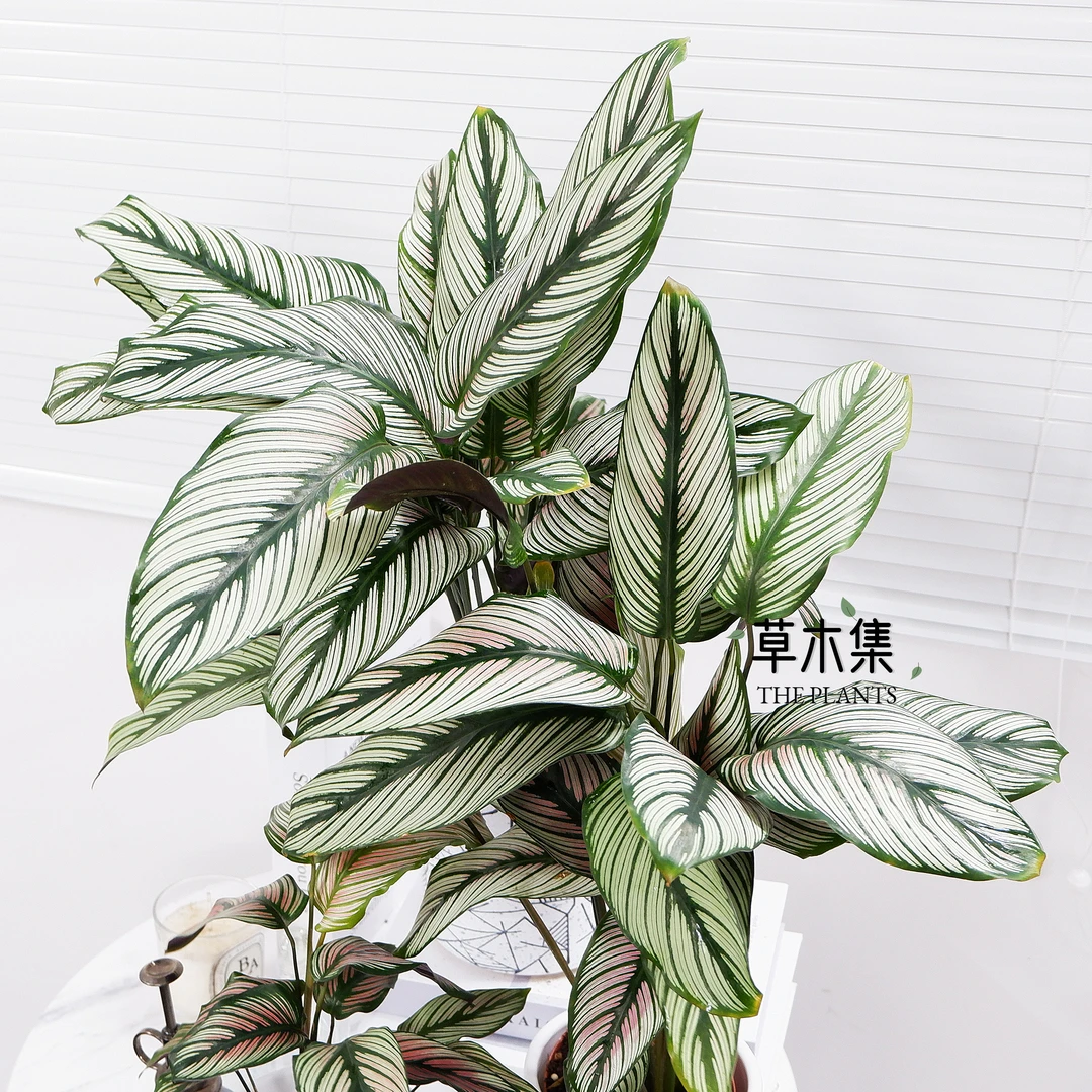 白星白双线竹芋稀有品种ins风观叶植物盆栽净化空气新品种渐变色