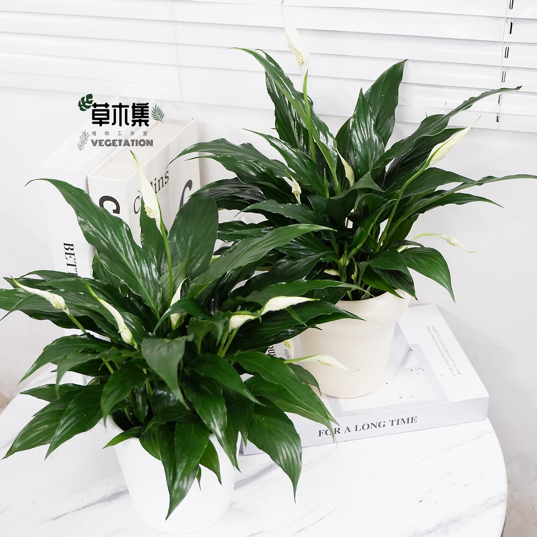王后白掌一帆风顺盆栽水培植物办公室内绿植四季开花好养带花苞