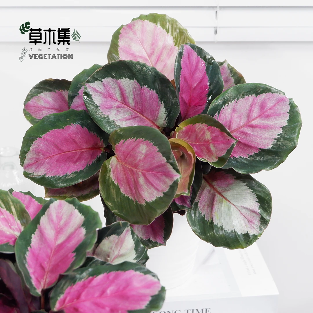 红玫瑰竹芋盆栽室内吸甲醛净化空气办公桌面观叶植物四季常青好养