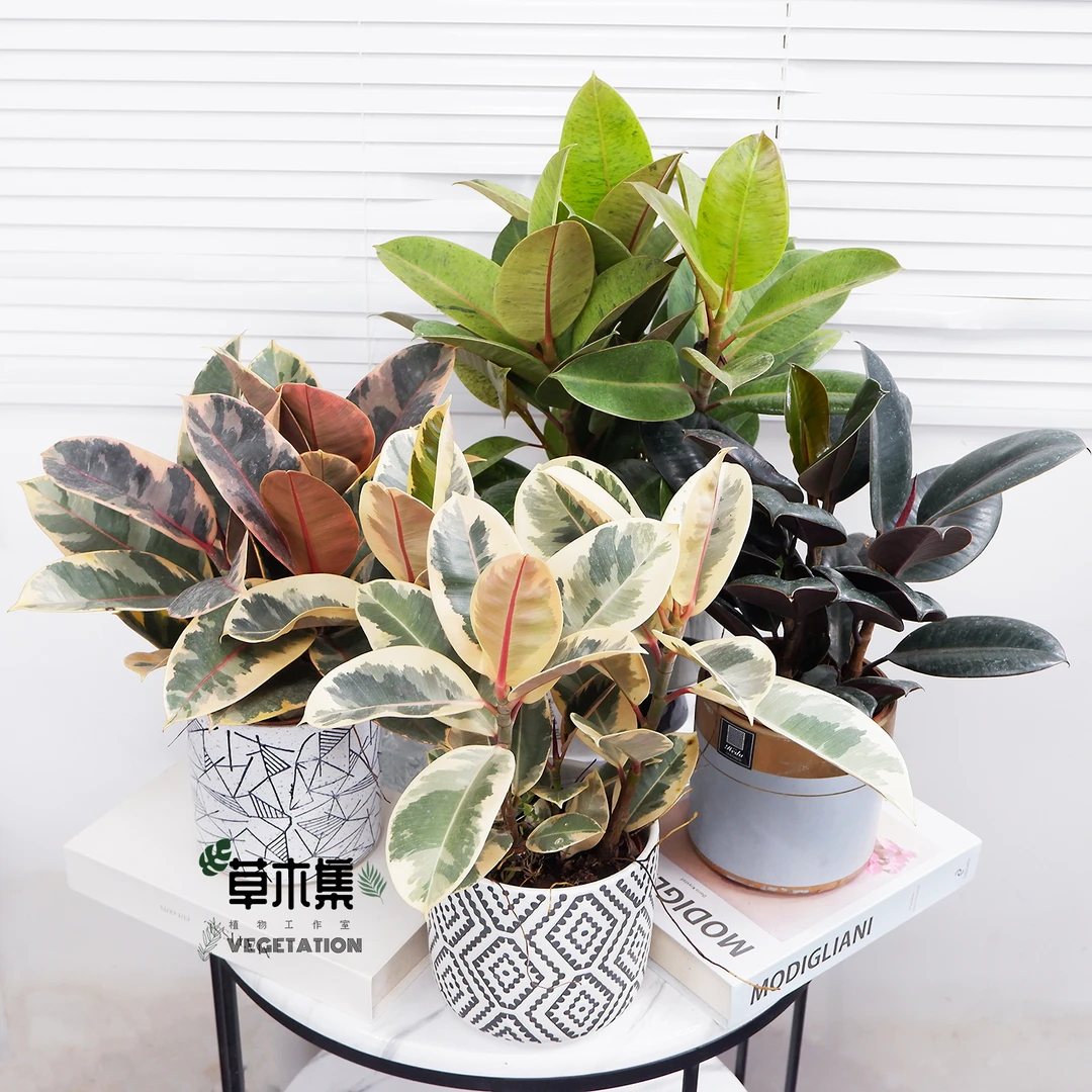 花金刚红关公黑金刚绿金刚雀斑小姐橡皮树盆栽植物客厅绿植