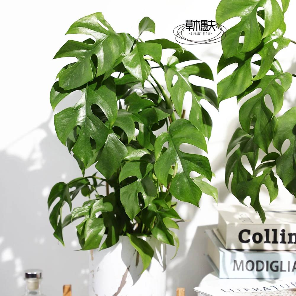 姬龟背竹蔓绿绒飞来凤爬藤植物藤蔓网红绿植北欧风INS网红室内