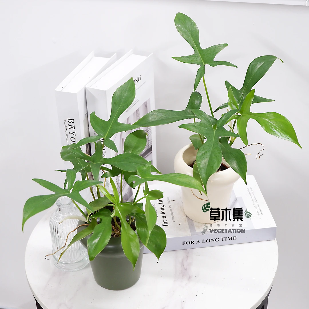 快乐小手蔓绿绒室内绿植好养观叶植物网红热植客厅阳台盆栽奇趣