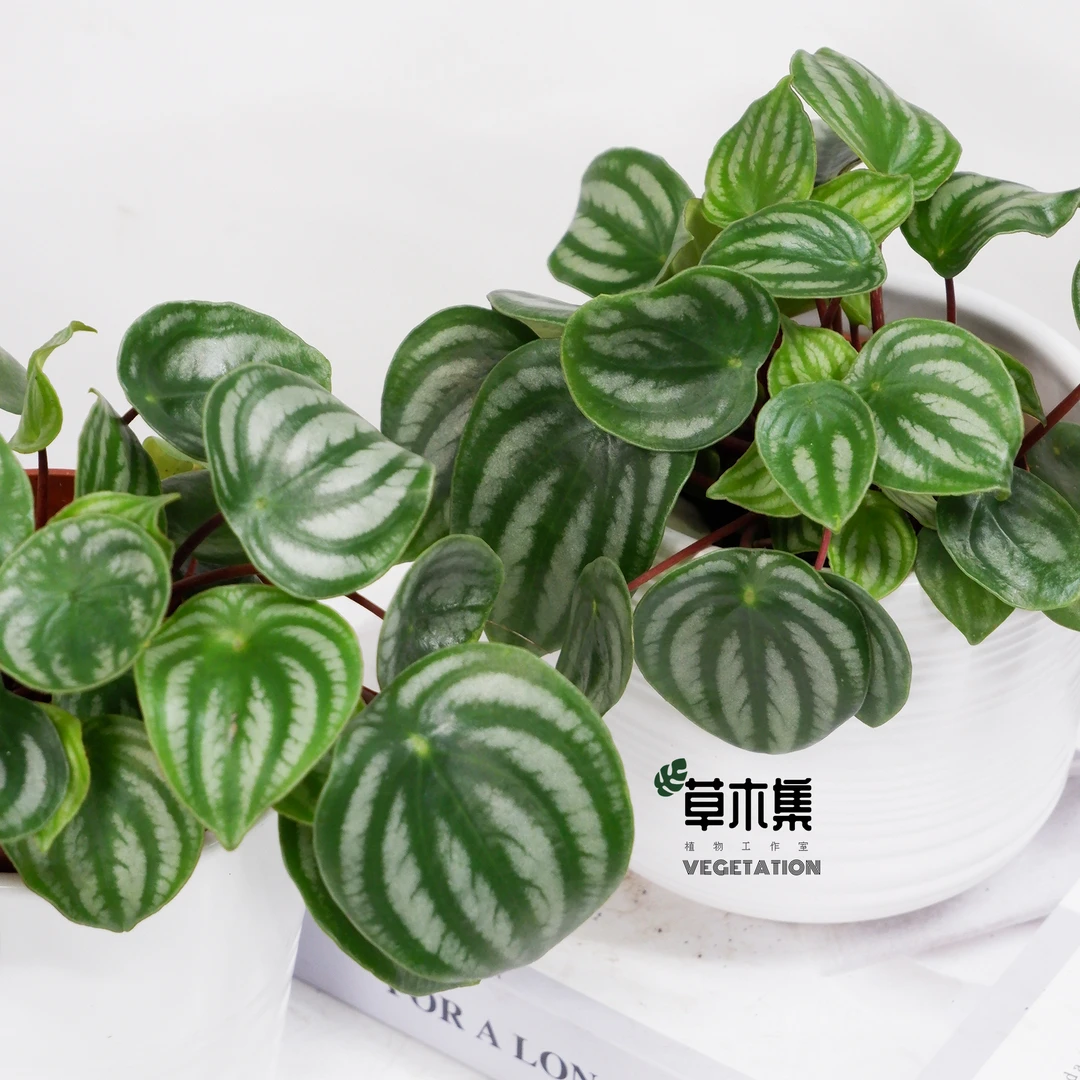 西瓜皮椒草盆栽北欧绿植桌面小植物室内吸甲醛网红ins植物