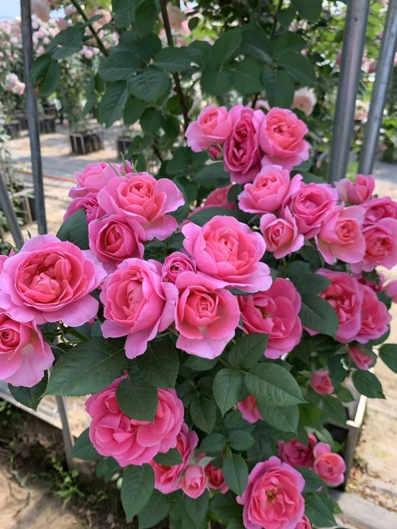 顺丰包邮！！闪耀珠包棒棒糖树桩月季玫瑰四季开花大花浓香盆栽地栽