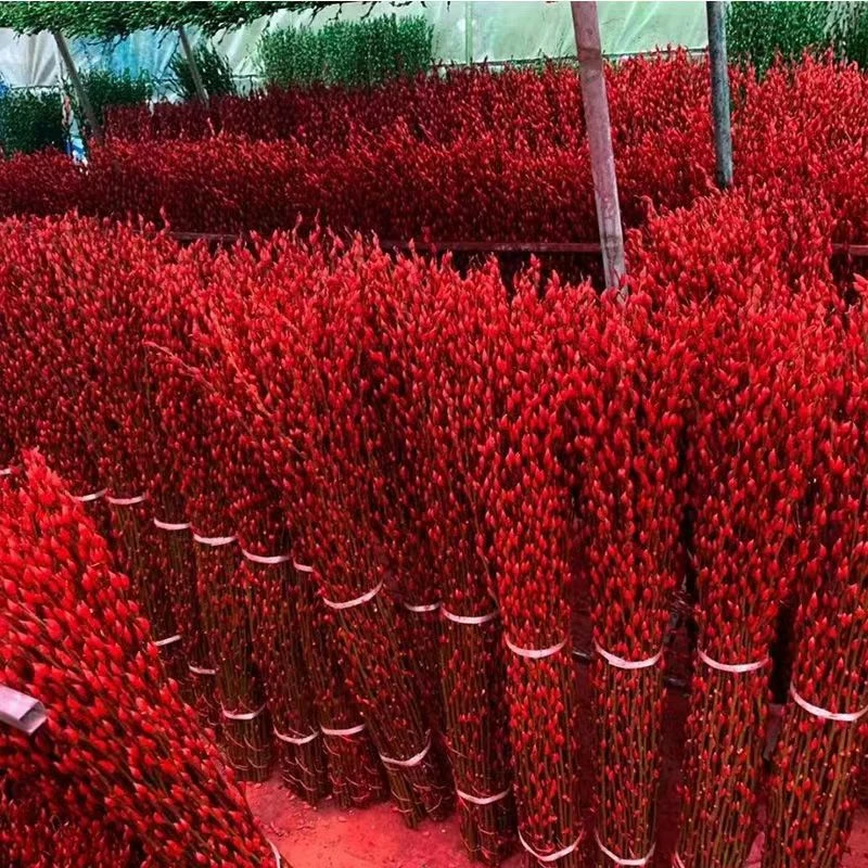 【150cm】银柳年宵花桌面装饰花束室内绿植无银柳干支插花