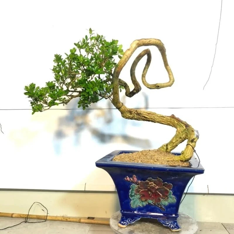大型白皮瓜子黄杨盆景绿植园艺种植素材盆景植物茶室