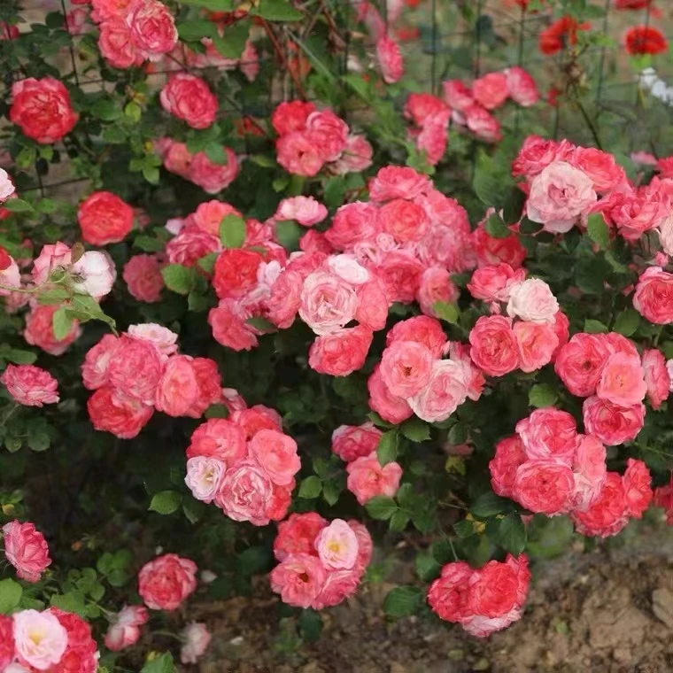 藤本樱霞月季花大苗四季阳台庭院爬藤爬墙花卉植物耐病耐热蔷薇苗