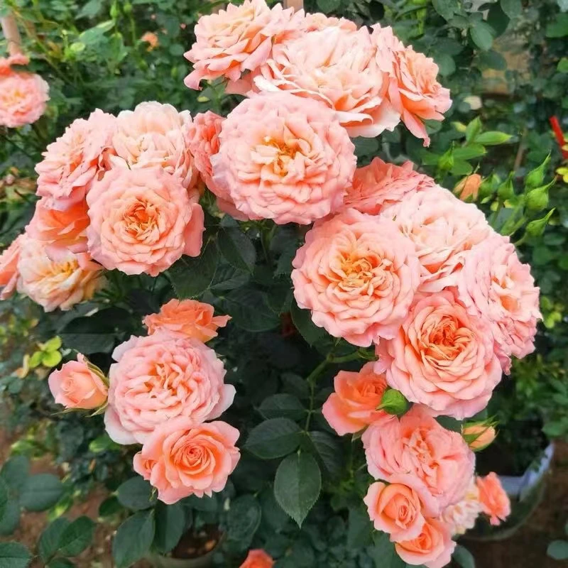 甜梦蔷薇藤本月季花苗阳台盆栽庭院爬藤植物