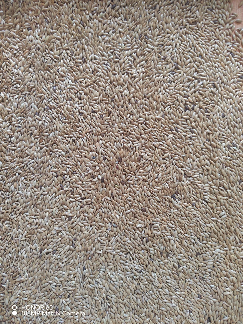 单品粮 金丝雀 加纳利子 鸽子营养品