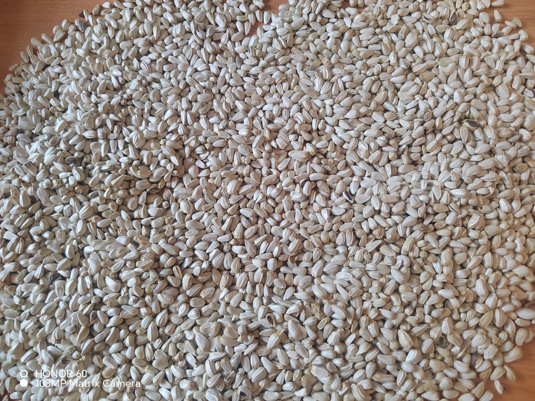 红花籽宠物主食鹦鹉仓鼠鸽子粮食