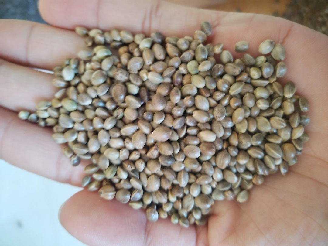 单品粮 中粒麻子 宠物食品