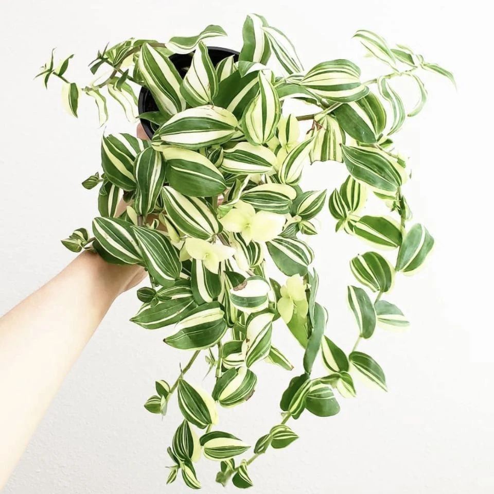 青白玉吊兰花卉绿植办公室包邮垂吊园林庭院防辐射组合夏季