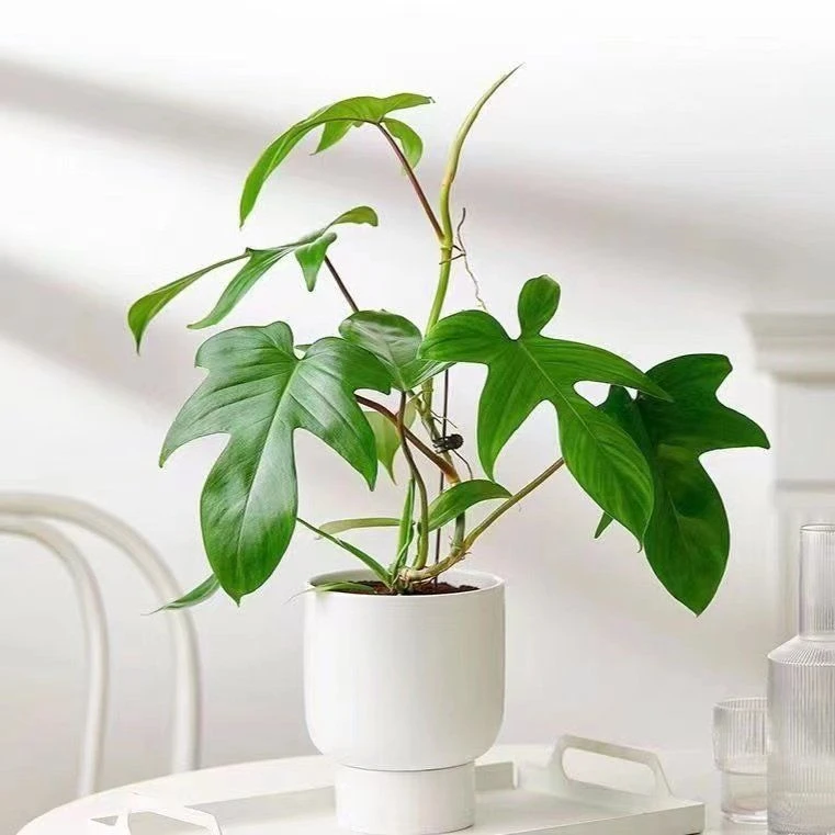 飞机蔓绿绒植物ins爬藤绿植北欧风防辐射卧室阳台高档植物稀有