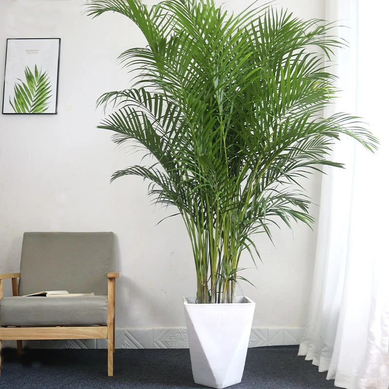 北欧观叶散尾葵凤尾竹室内客厅大盆栽除甲醛净化空气办公室绿植