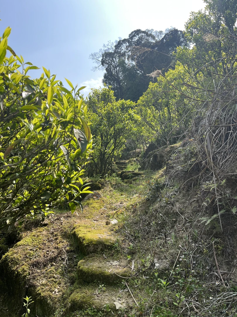 【特殊花香型】乌岽老树黑蚂蚁  100克