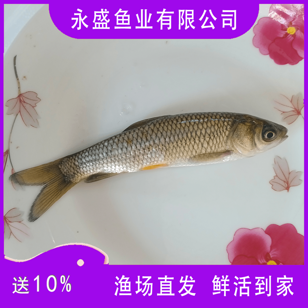 贵州优质小草鱼草混子草皖 吃草长肉