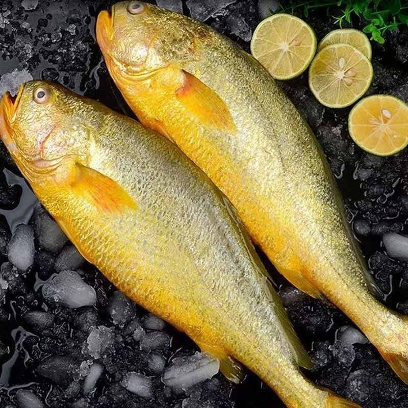 新鲜大黄花鱼 整条1.4-1.5斤/条 鲜活速冻 发3条 鲜嫩可口
