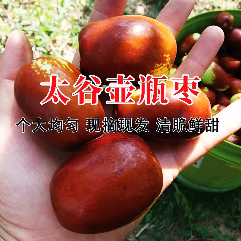 山西特产太谷壶瓶枣皮薄肉厚 现摘当季水果新鲜大枣鲜枣鲜脆发货