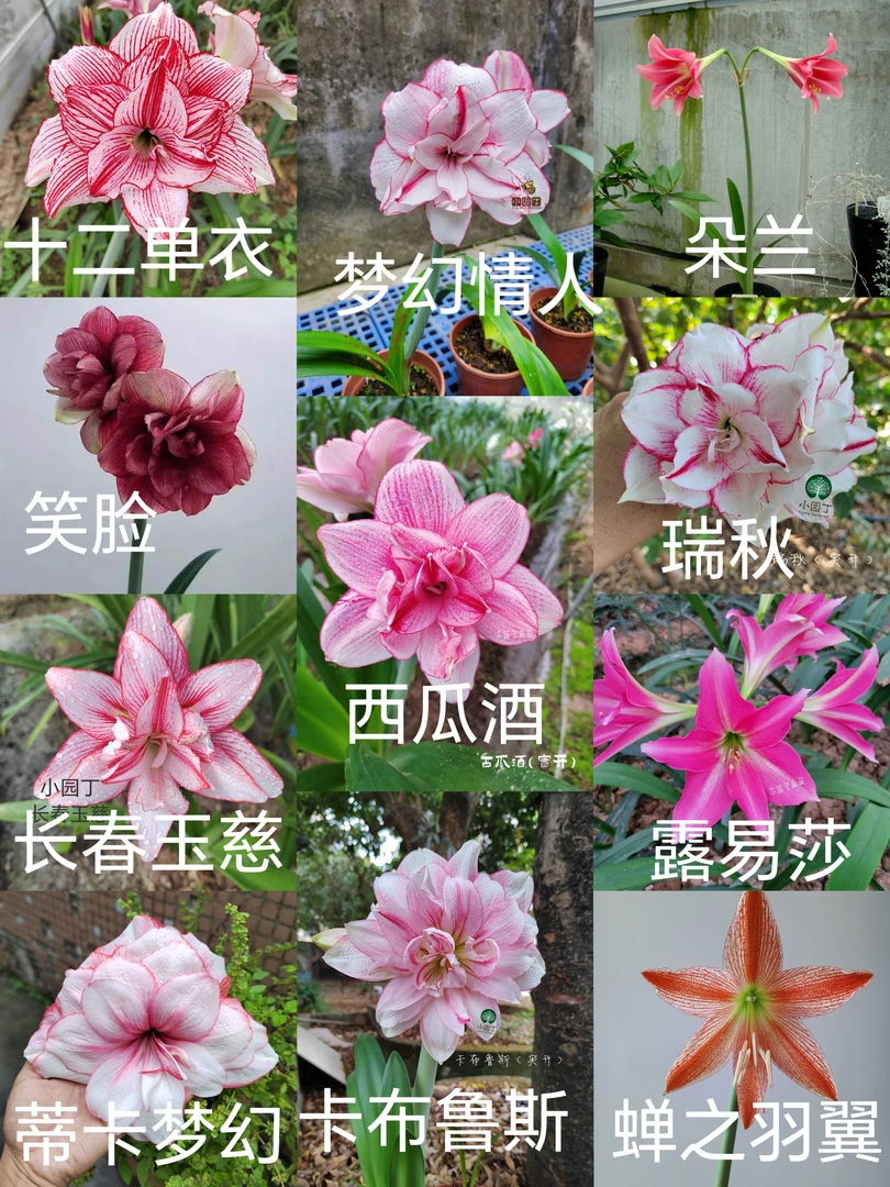 朱顶红  澳朱大球 新店特价福利 裸球发货